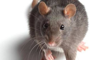PvdA wil aanpak rattenoverlast in diverse wijken