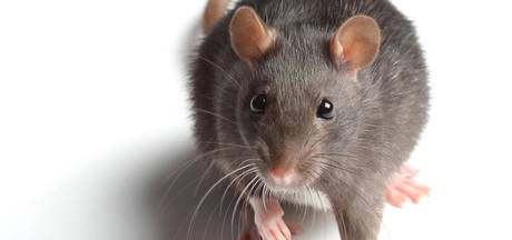 PvdA wil aanpak rattenoverlast in diverse wijken